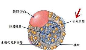 &#108;&#101;&#121;&#117;&#20048;&#40060;